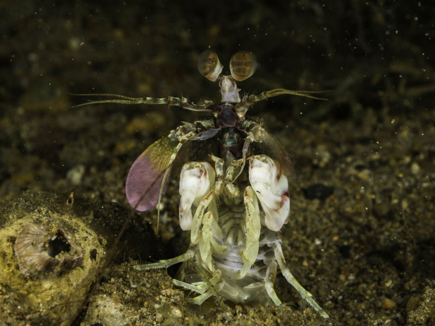 Odontodactylus latirostris 